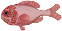 200px-orange_roughy-1 Orange Roughy