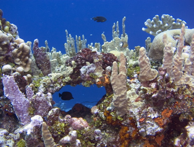 kosrae-reef-world-window-16-32-34 kosrae-reef-world-window-16-32-34
